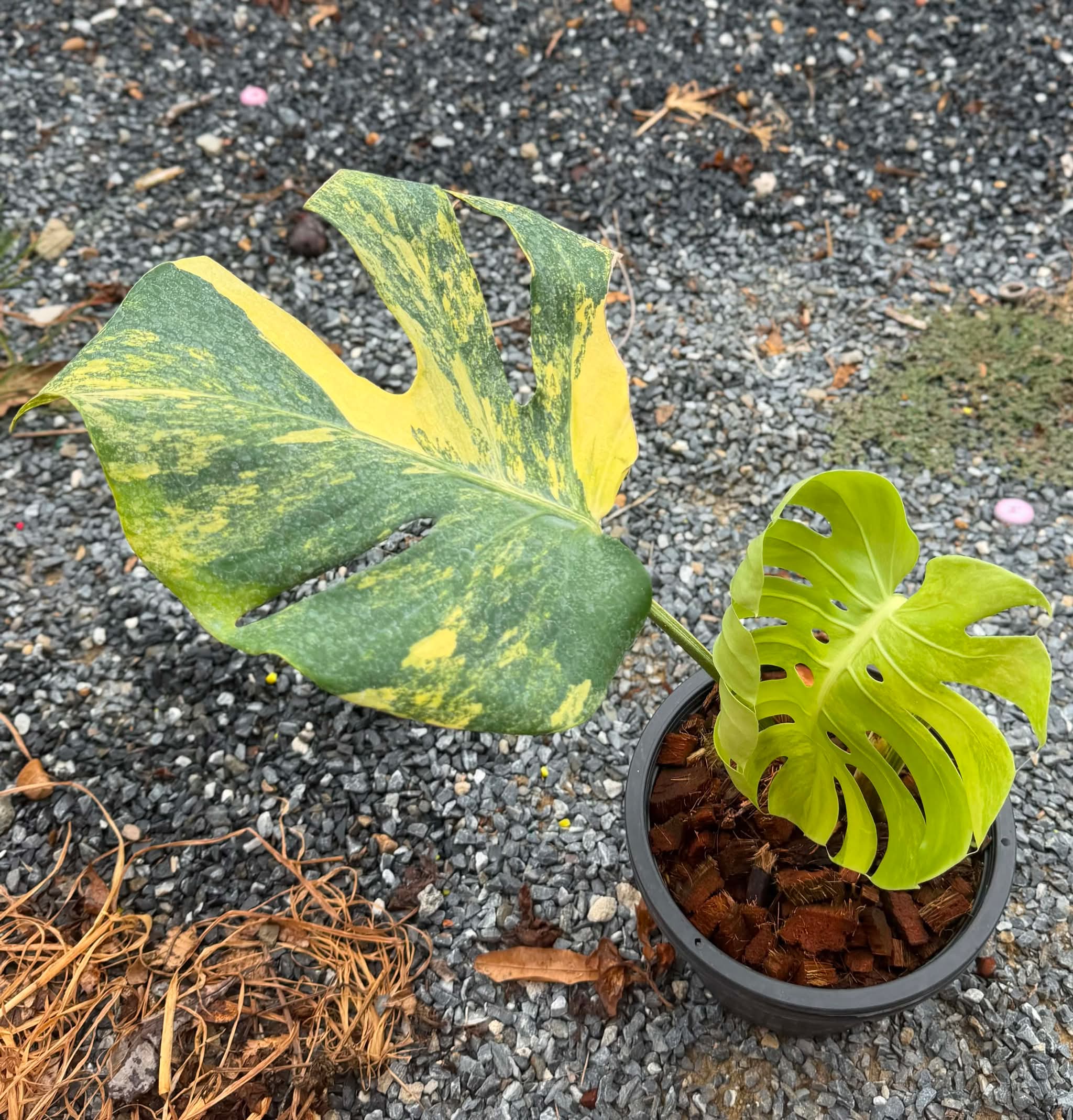 Monstera Yellow Marilyn