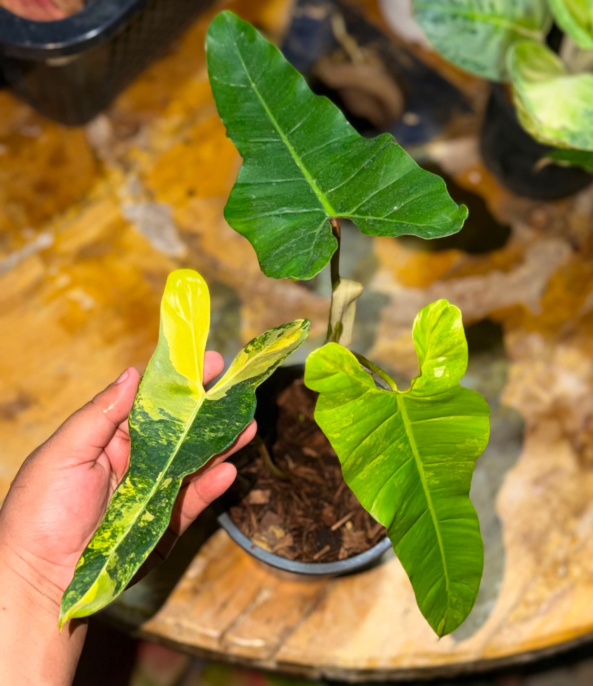 Philodendron Florida Beauty x Billietiae Variegated