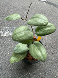 Hoya Latifolia Silver