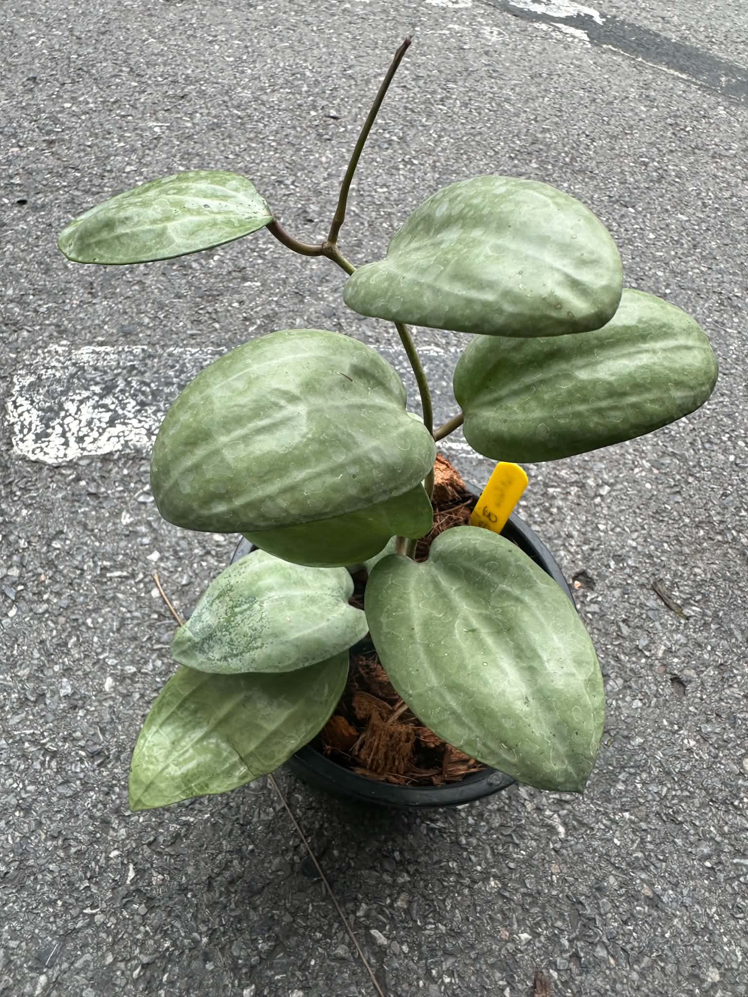 Hoya Latifolia Silver