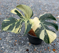 Monstera Mint