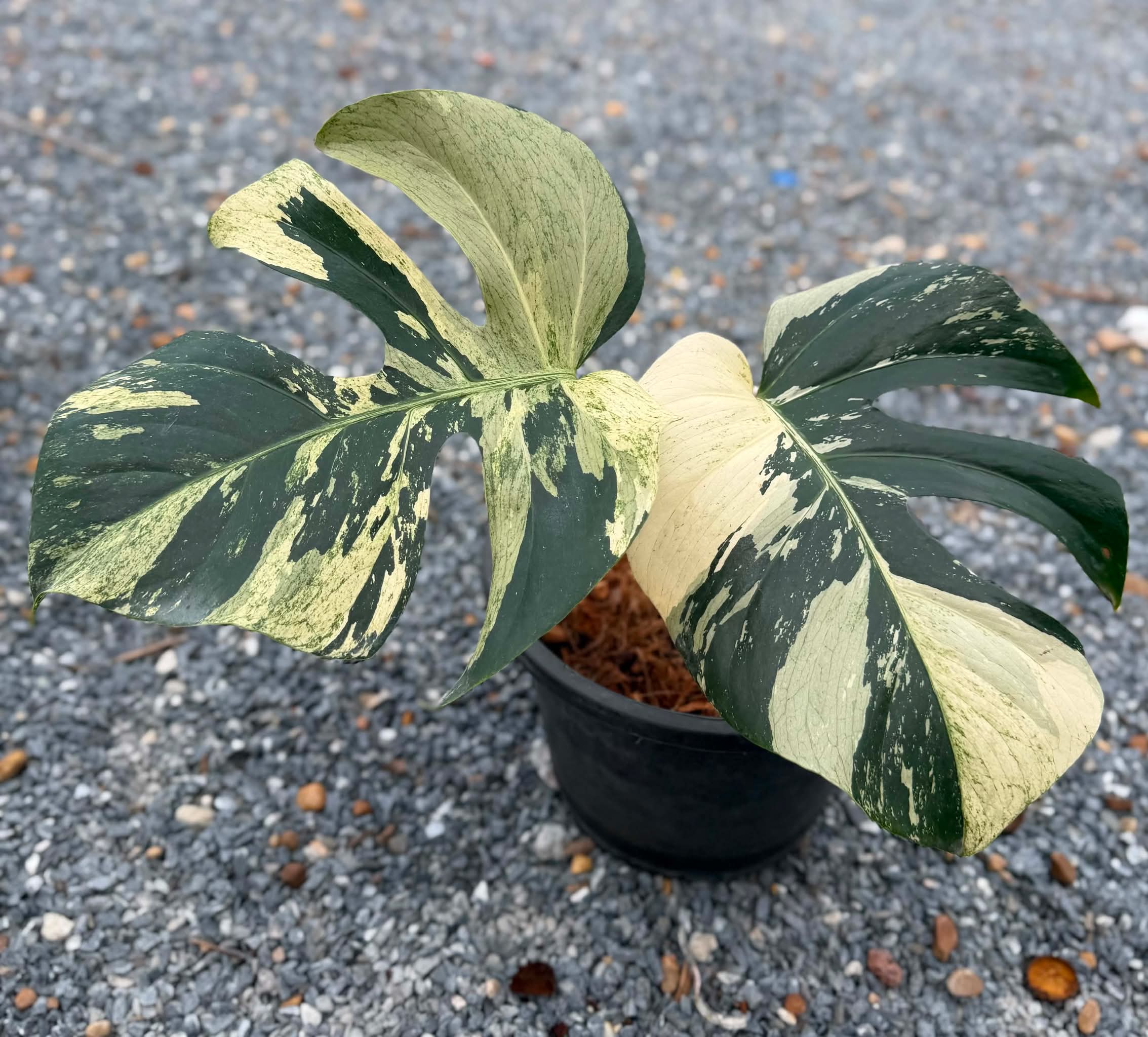 Monstera Mint