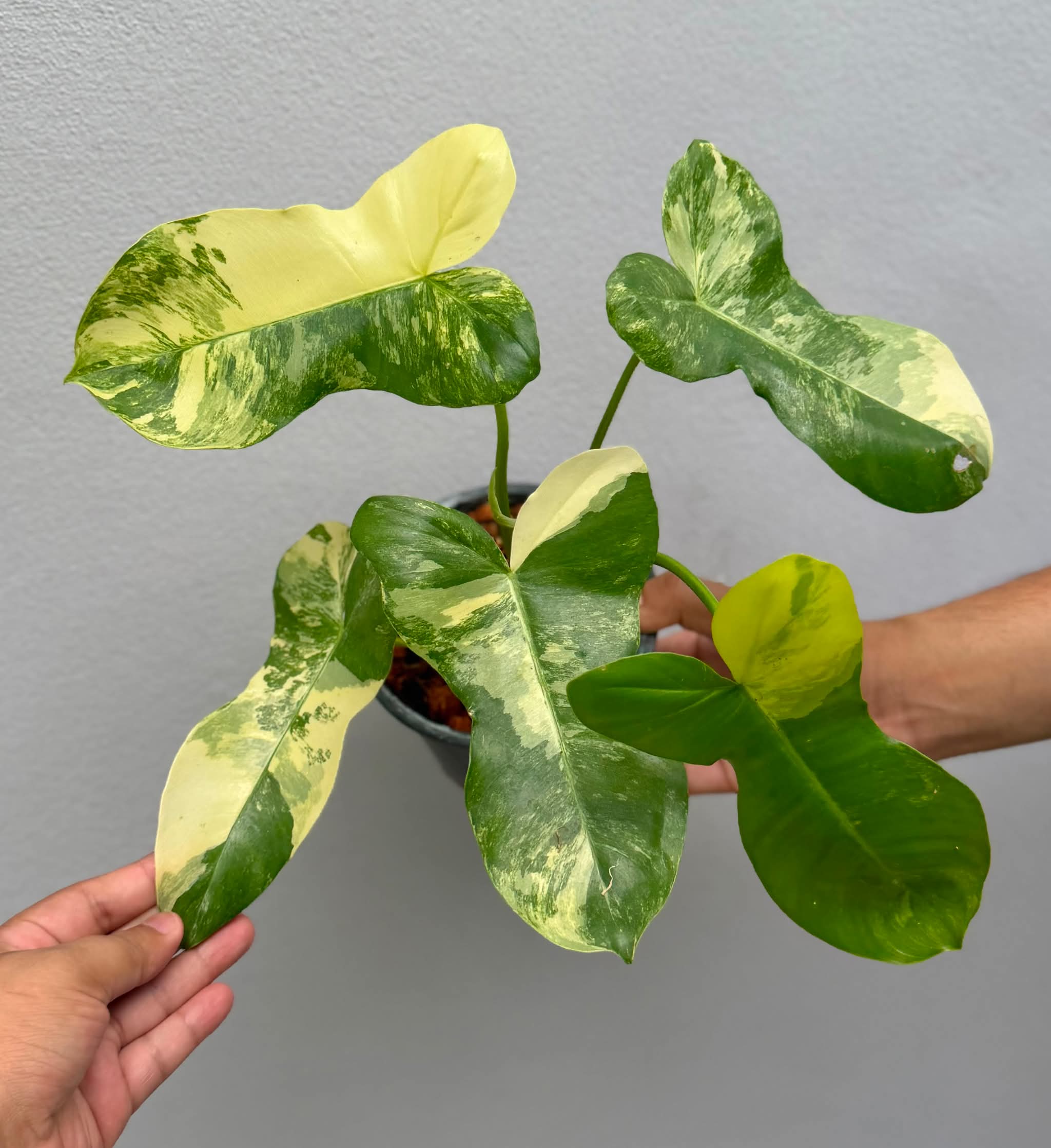 Philodendron Florida Beauty x Paraiso Variegated