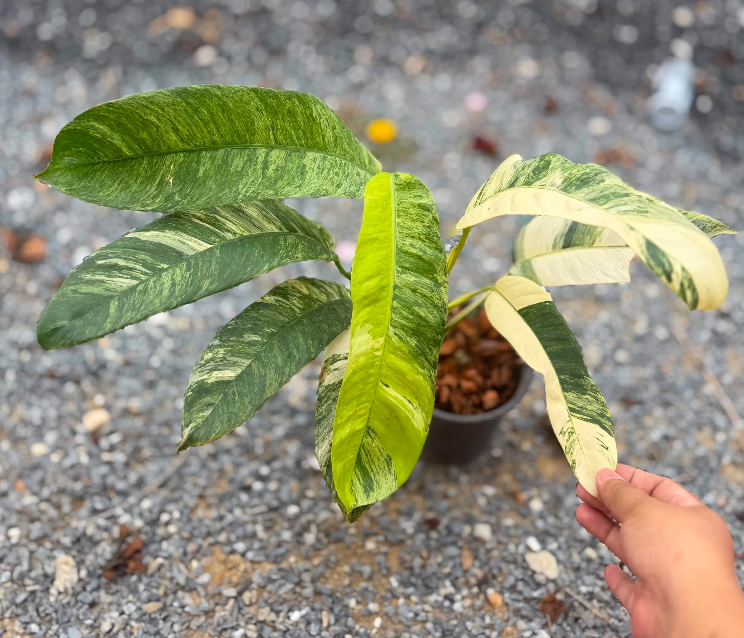 Epipremnum Giganteum Tricolour Variegated