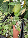Dioscorea Goblin