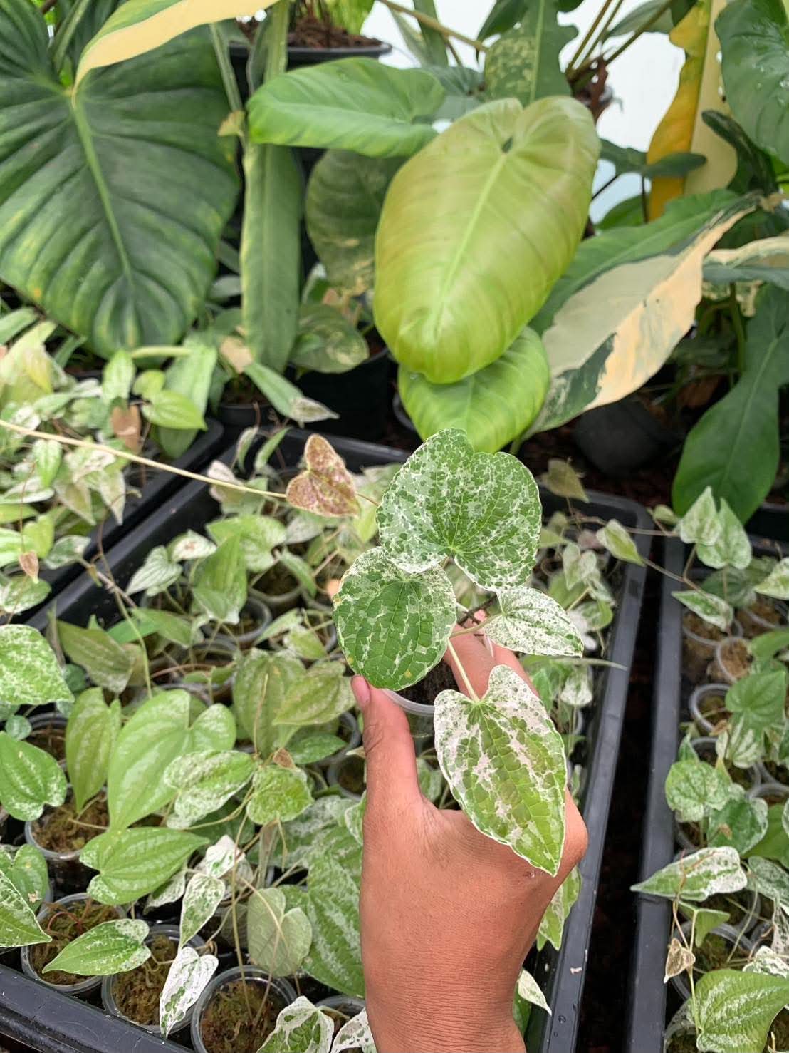 Dioscorea Goblin