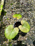 Homalomena Rubescens Full Mint Variegated