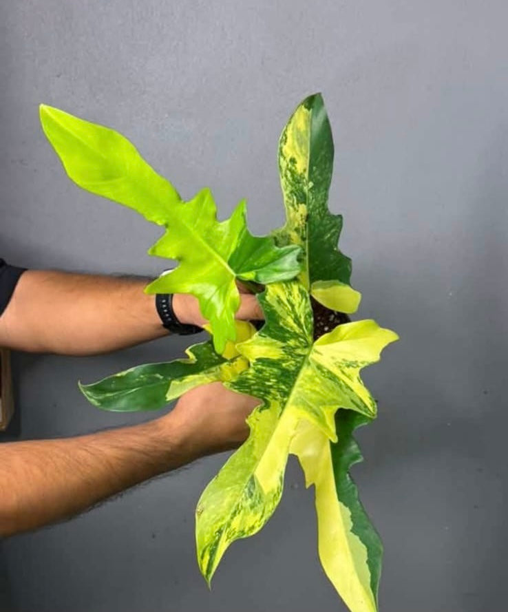 Philodendron Florida Beauty x Mayori