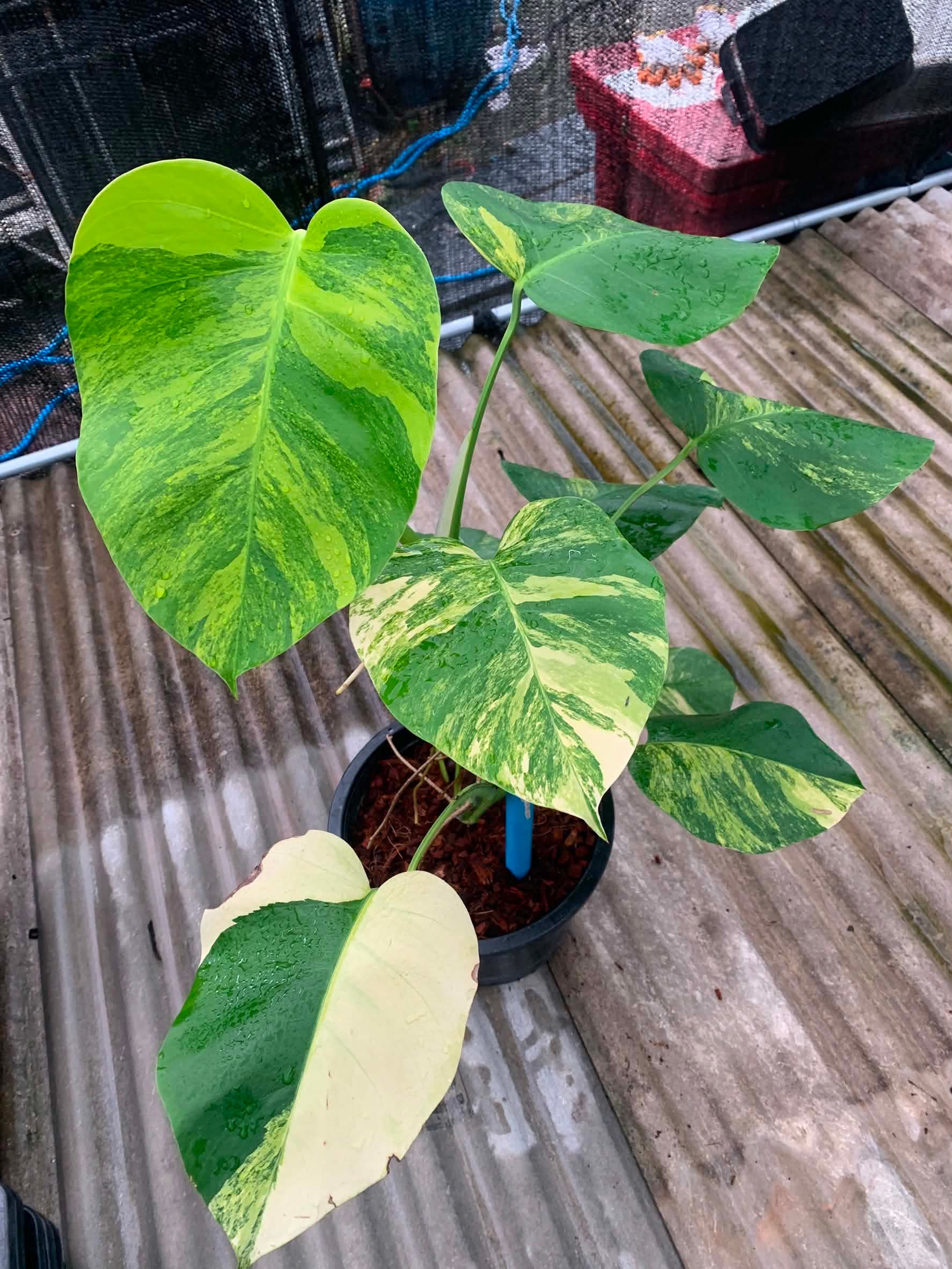 Monstera Aurea