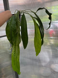 Anthurium Palidiflorum Guayusa