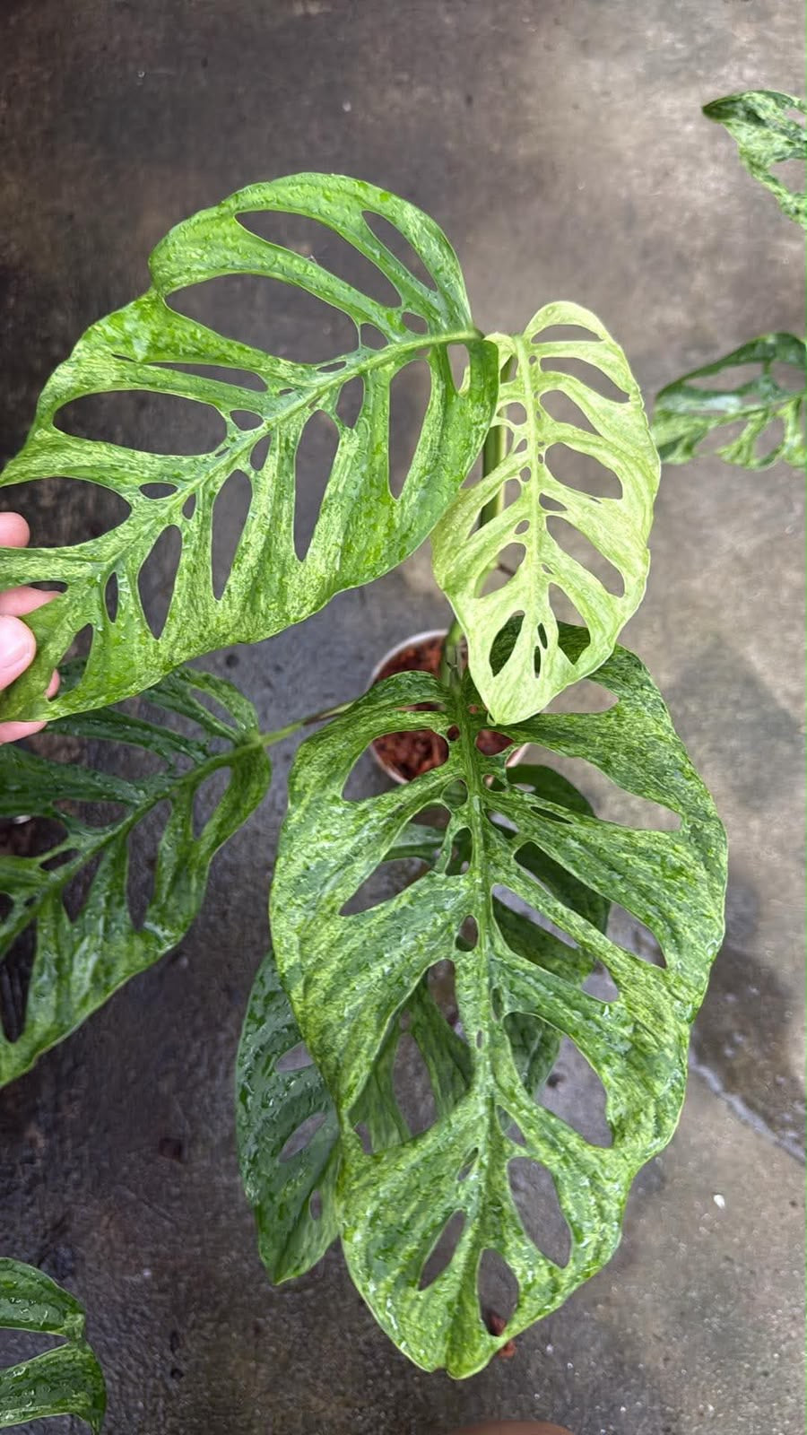 Monstera Laniata Mottled Variegated