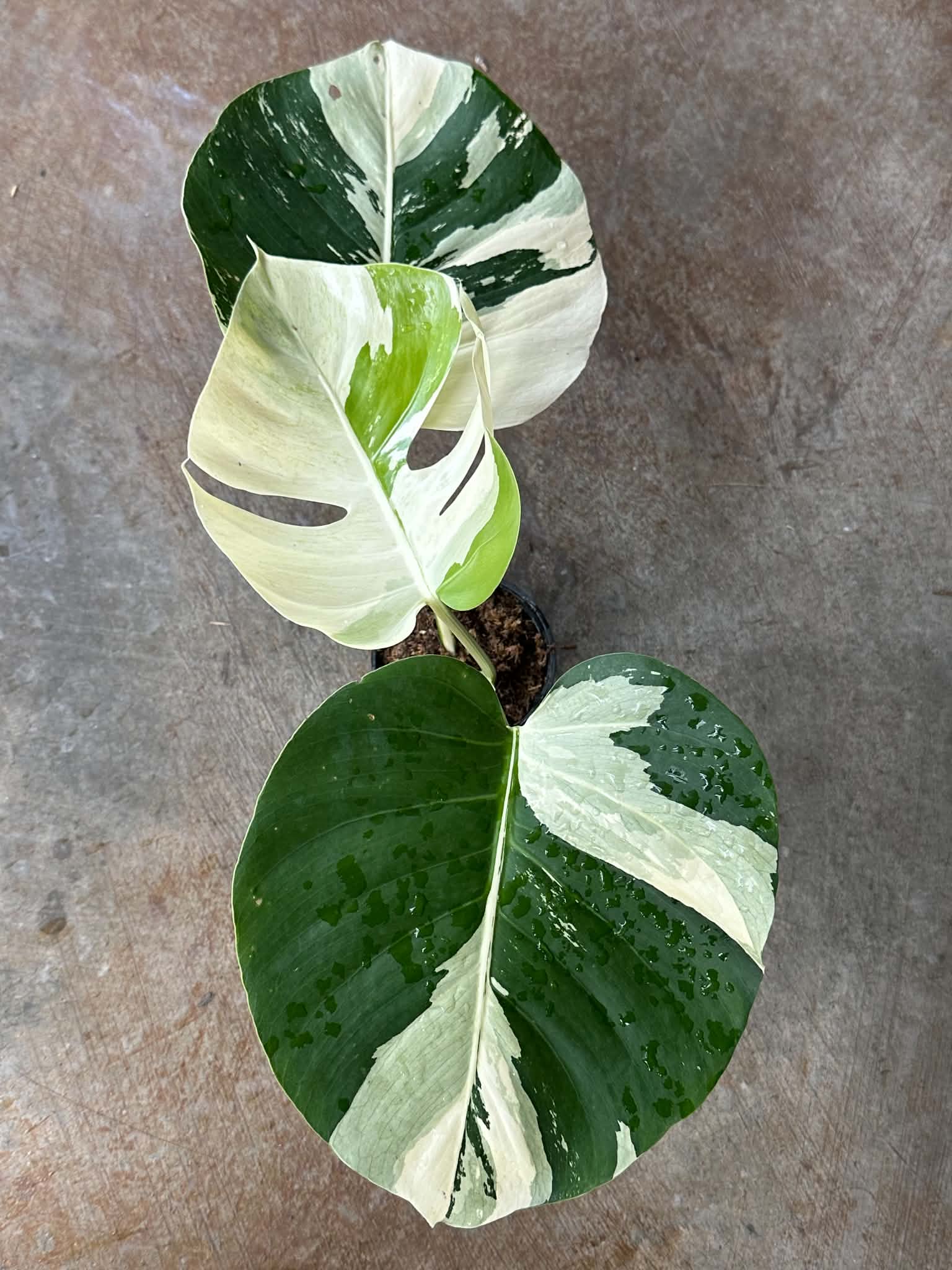Monstera Mint