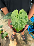 Monstera Bulbasaur
