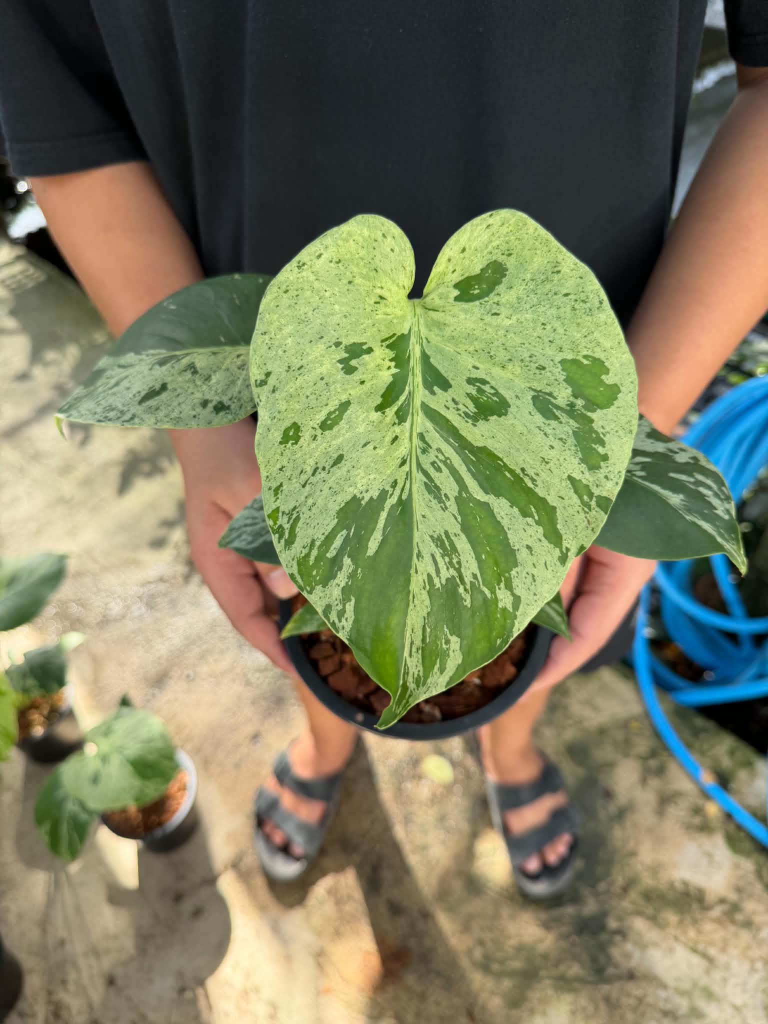 Monstera Bulbasaur