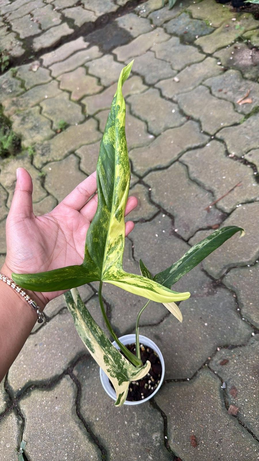 Philodendron Holtianum Aurea