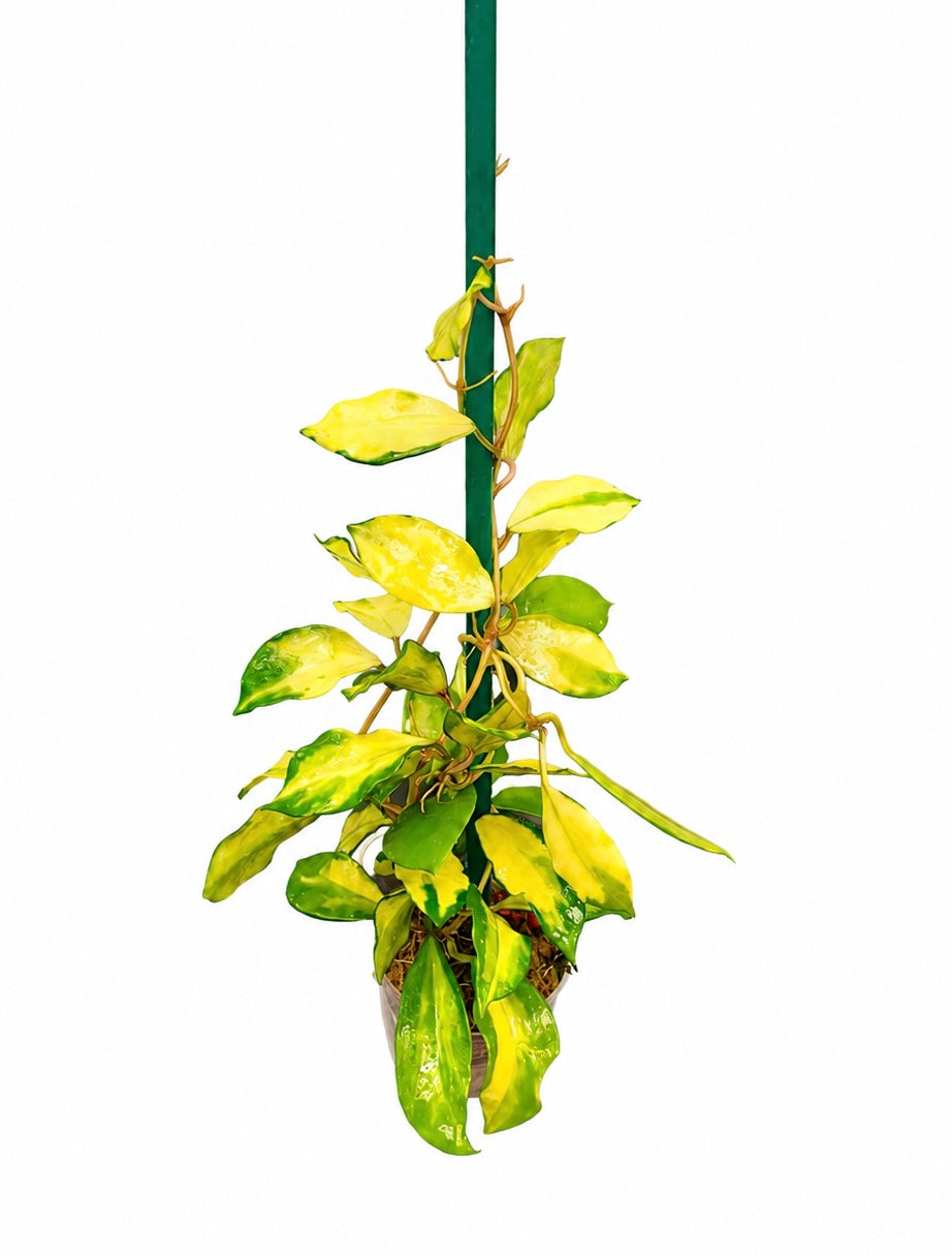 Hoya Lacunosa Minara
