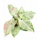 Syngonium Milk Confetti Tricolour Marble