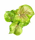Syngonium Pumpkin