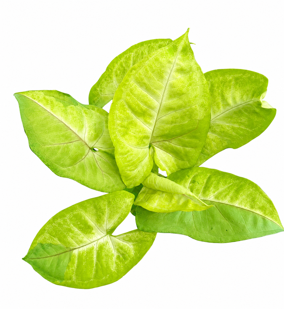 Syngonium Lime Soda