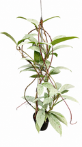 Hoya Publicalyx ‘Pink Silver Ghost’
