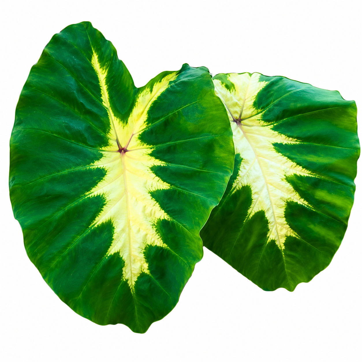 Colocasia Yellow River