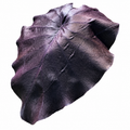 Colocasia Black Jellyfish