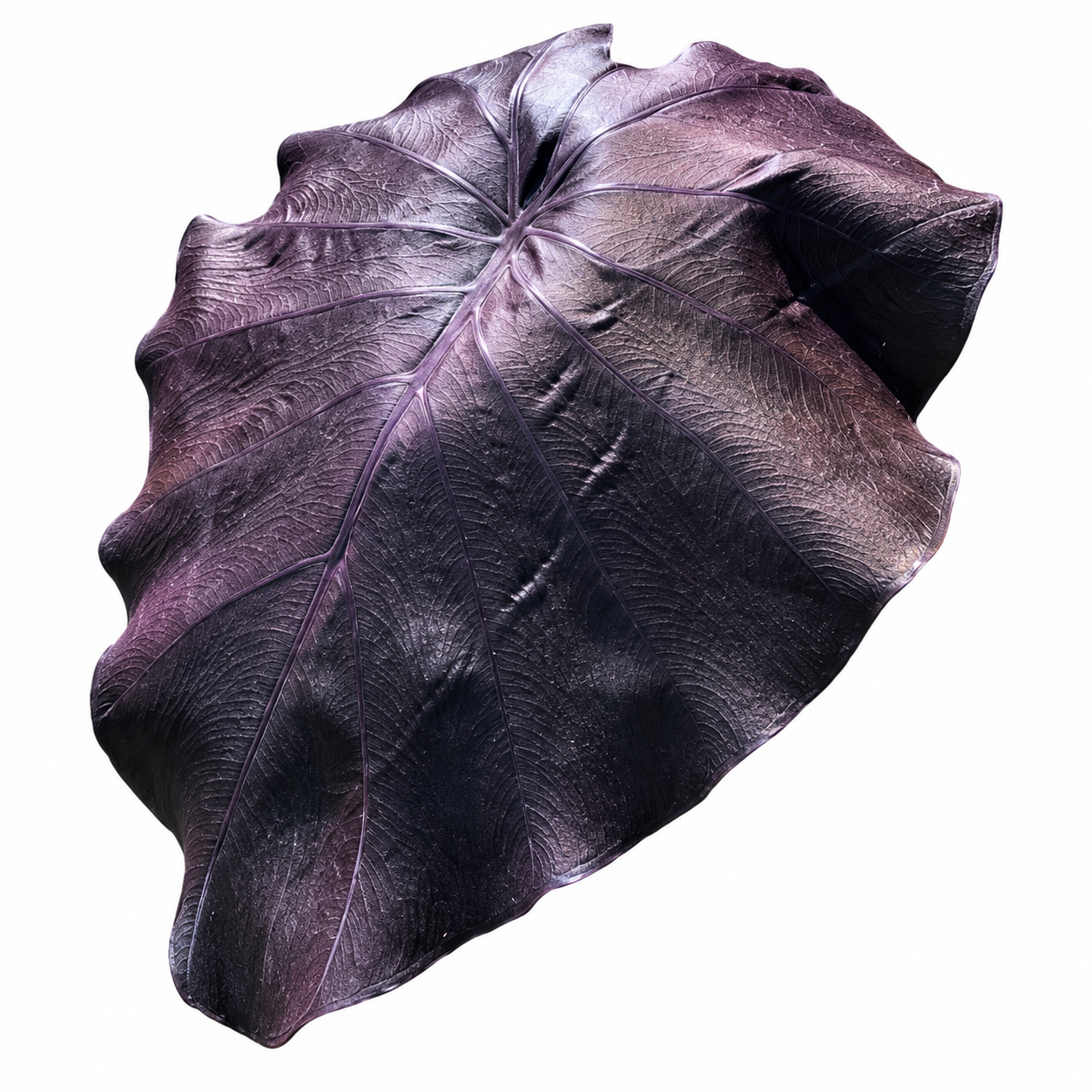 Colocasia Black Jellyfish