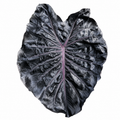 Colocasia Dragon Scale