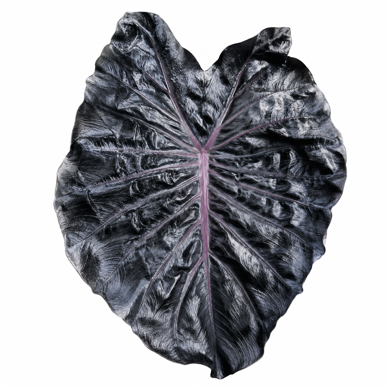 Colocasia Dragon Scale