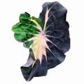 Colocasia Blue Velvet