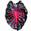 Colocasia Black Lava 2