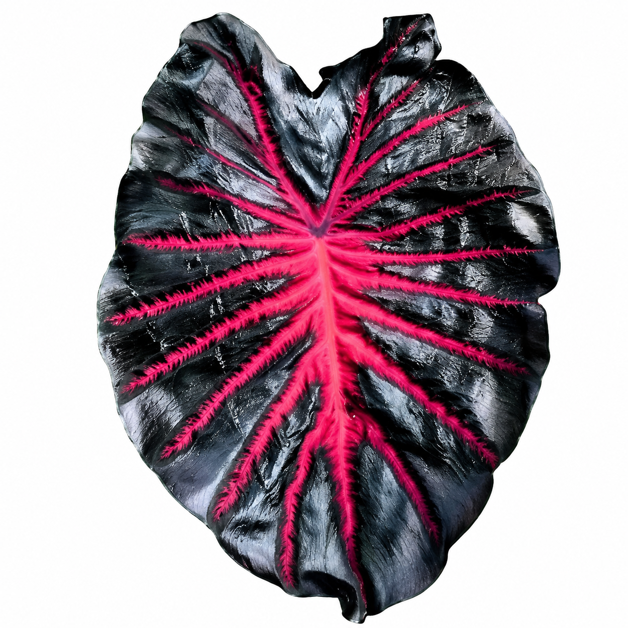 Colocasia Black Lava 2