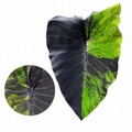 Colocasia Anatomy