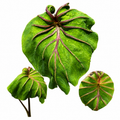Colocasia Aphrodite