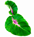 Colocasia Papua Manise
