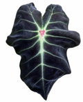 Colocasia KhonShu