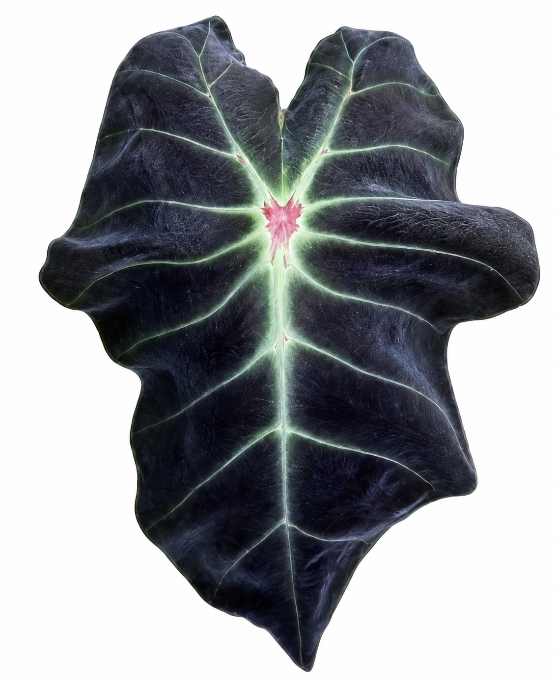 Colocasia KhonShu