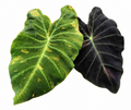 Colocasia Midnight Bride