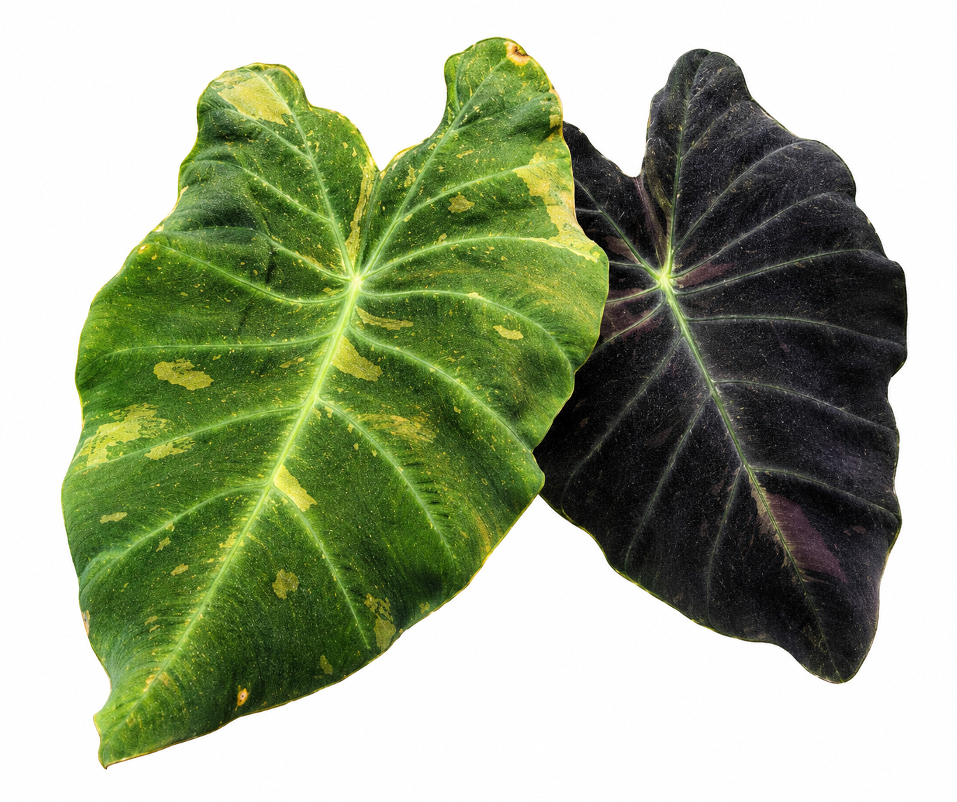 Colocasia Midnight Bride