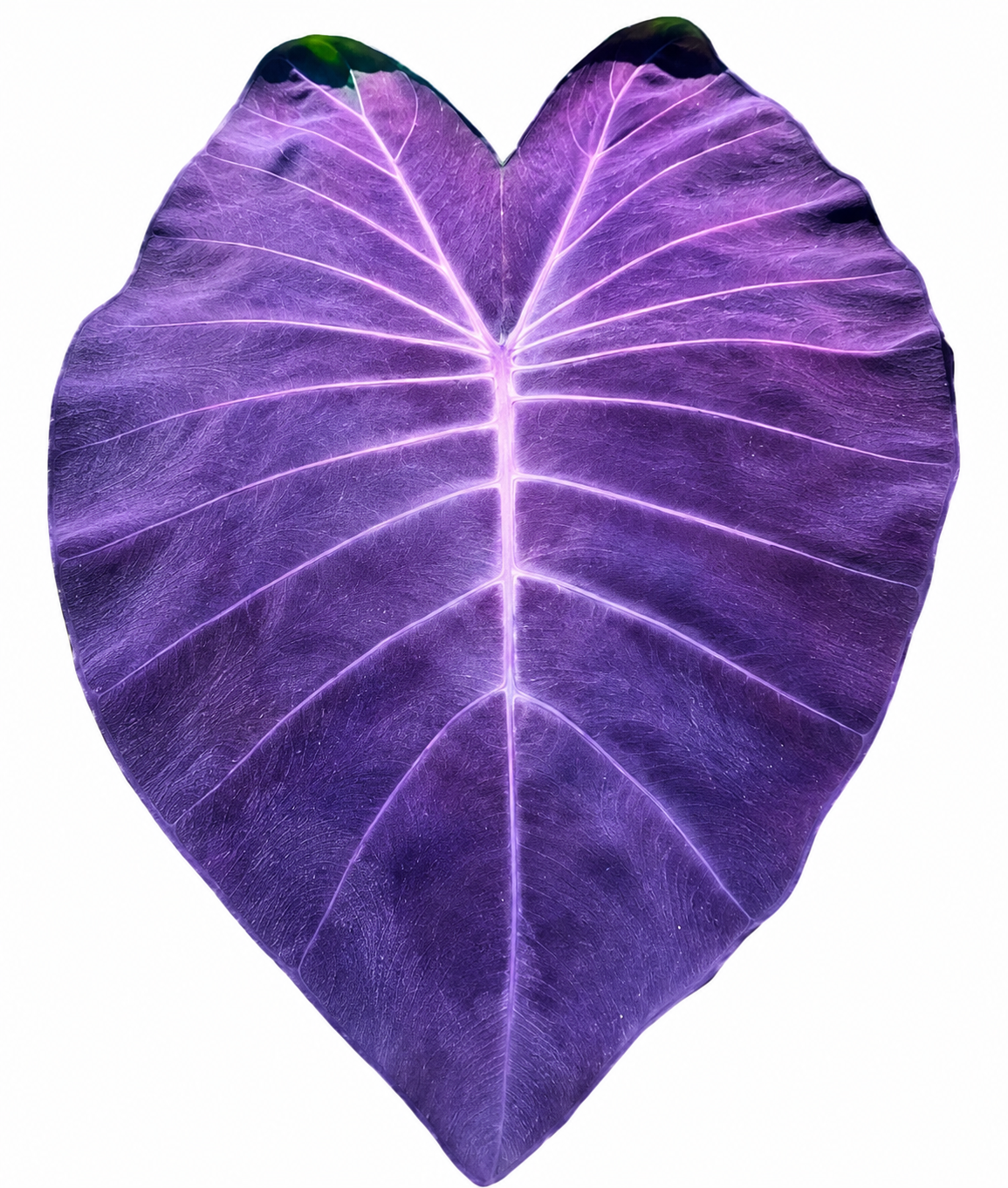 Colocasia Golem Dragon