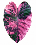 Colocasia Violet Black Specter