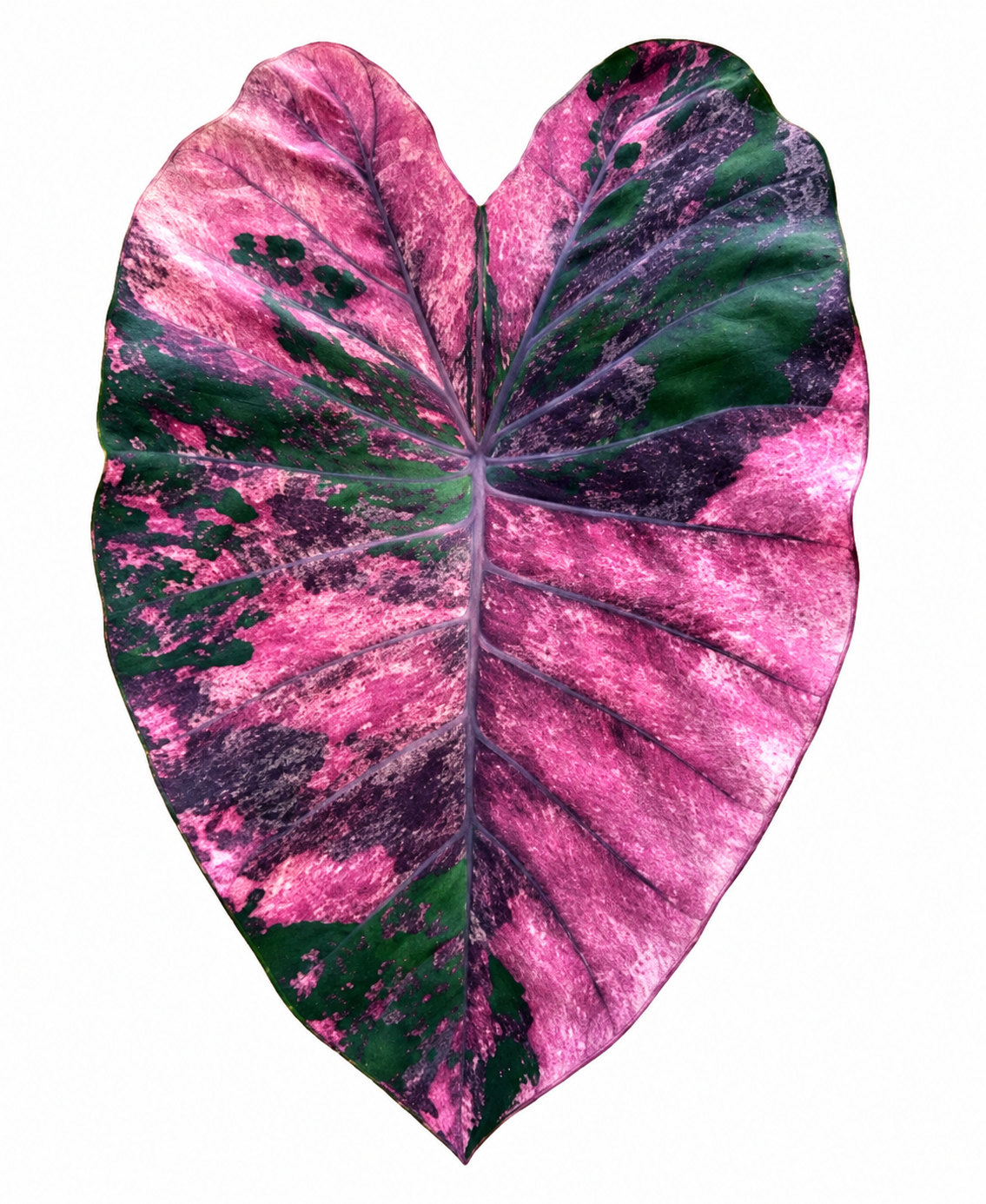 Colocasia Violet Black Specter
