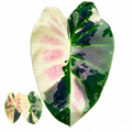 Colocasia Mung-Khud