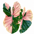 Colocasia Pink Pastel
