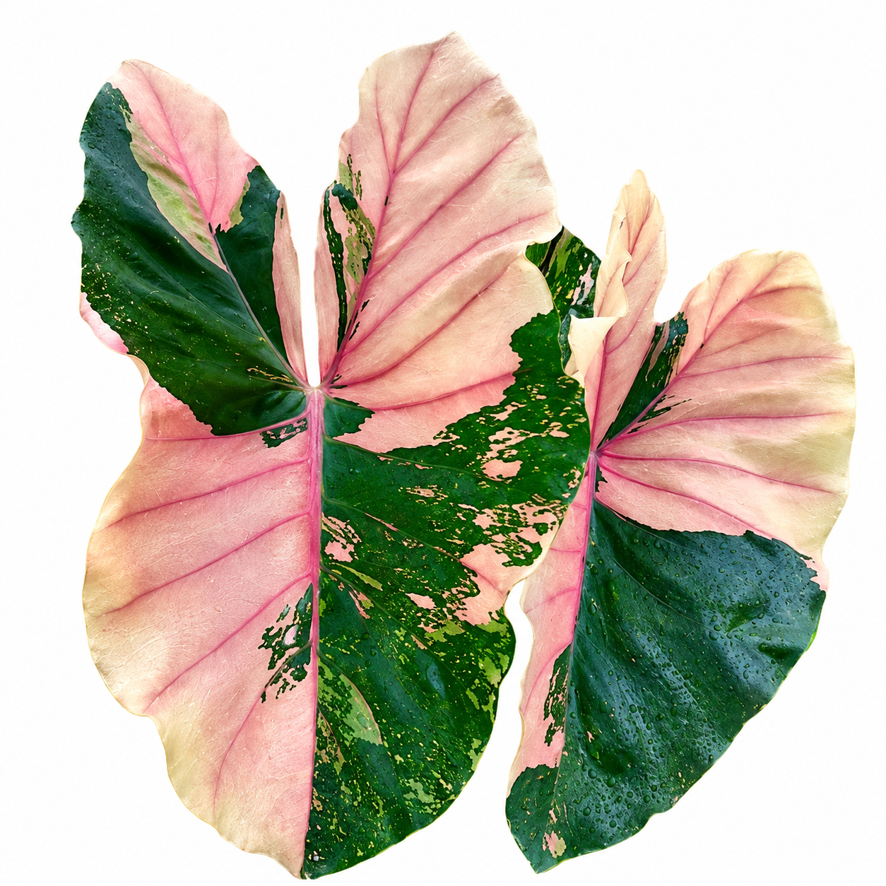 Colocasia Pink Pastel