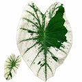 Colocasia White Wizard