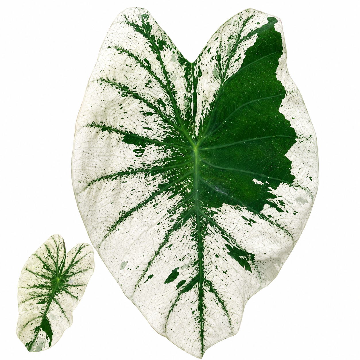Colocasia White Wizard