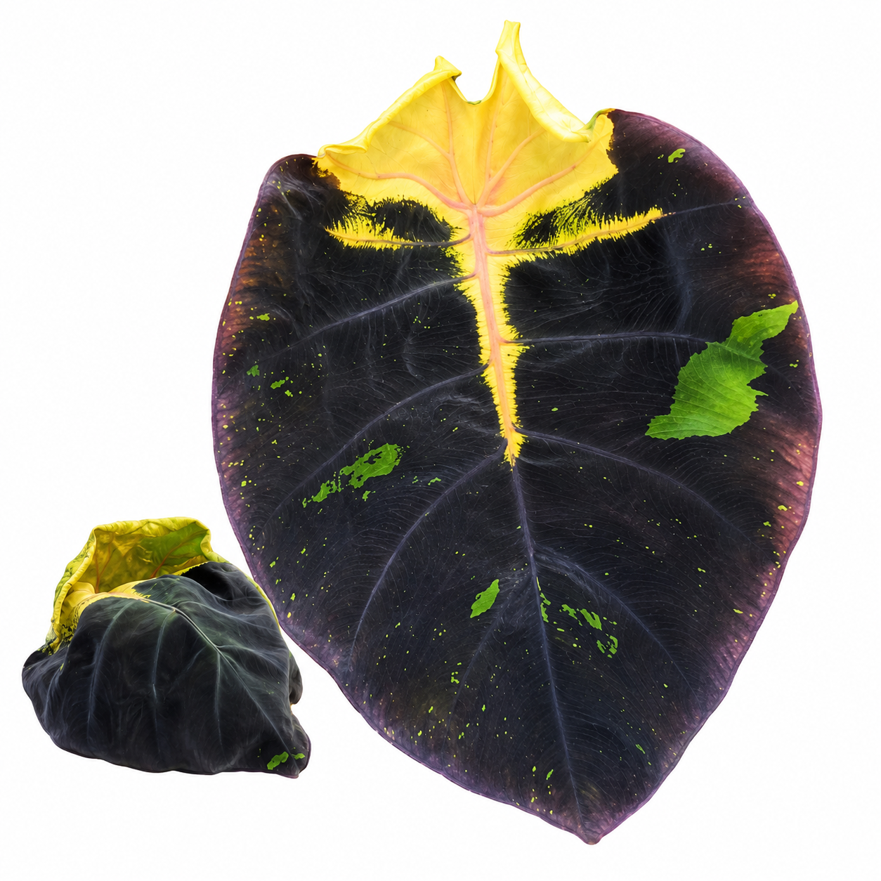 Colocasia Lunar Eclipse