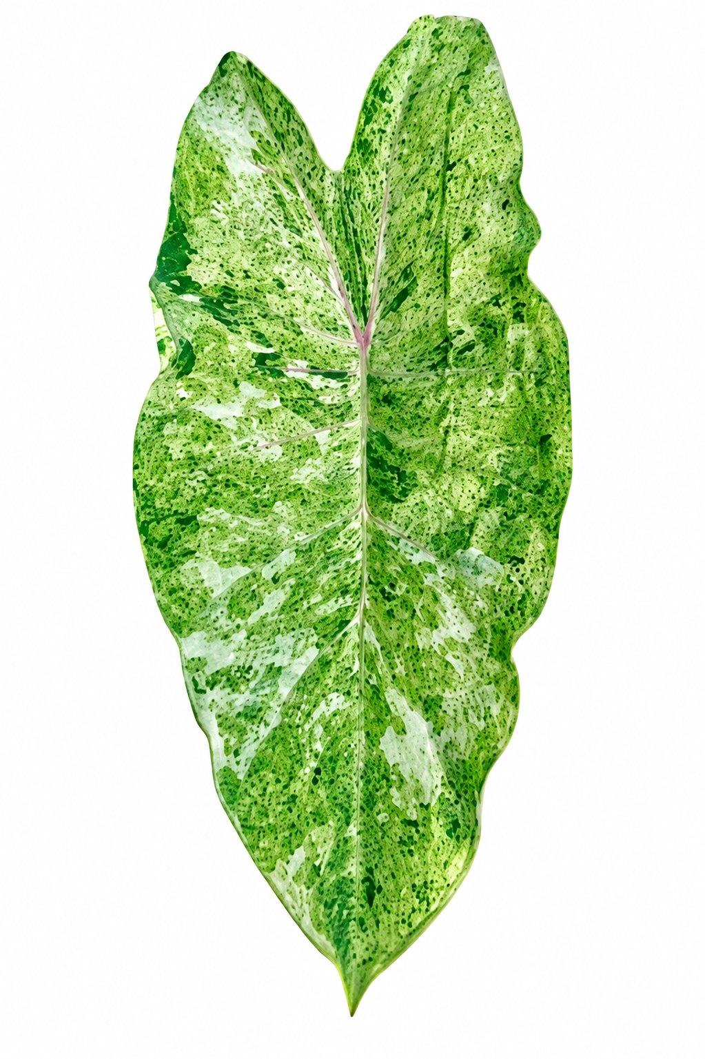 Colocasia Pink Kinnari