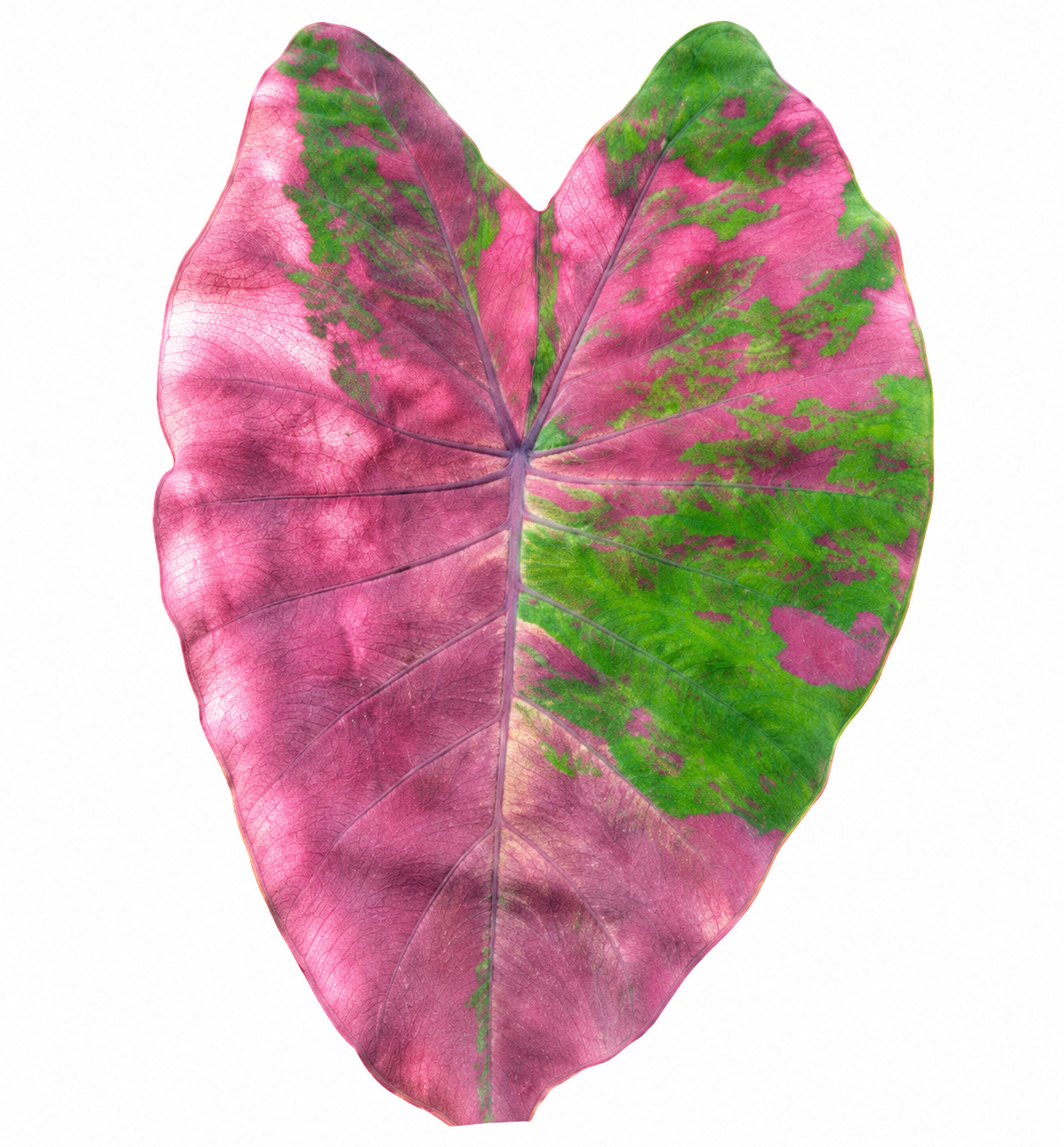 Colocasia Phetphusa